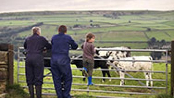 farmers looking at cows in a field
