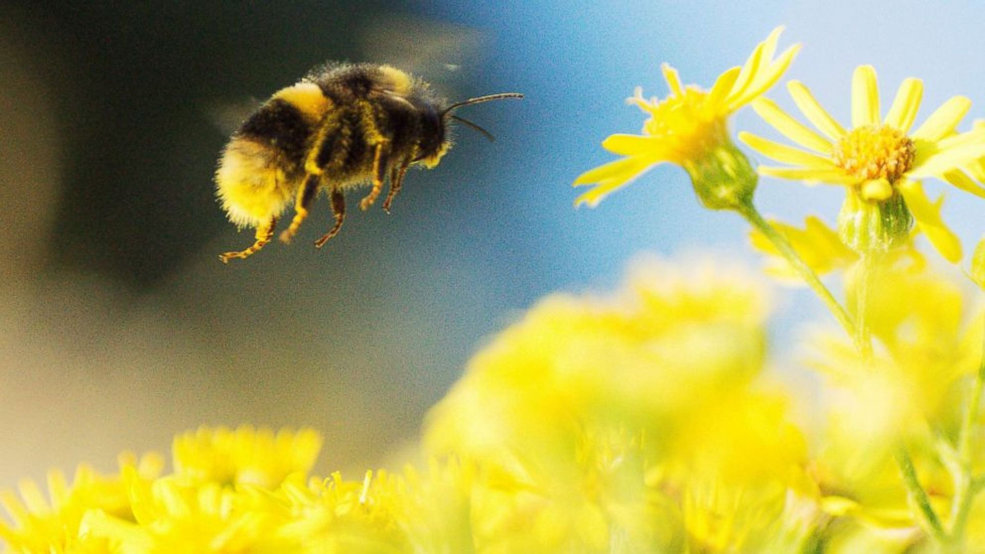 bee_pollinators_hive_pesticides