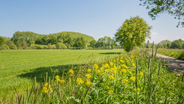 biodiversity forest field wild flowers