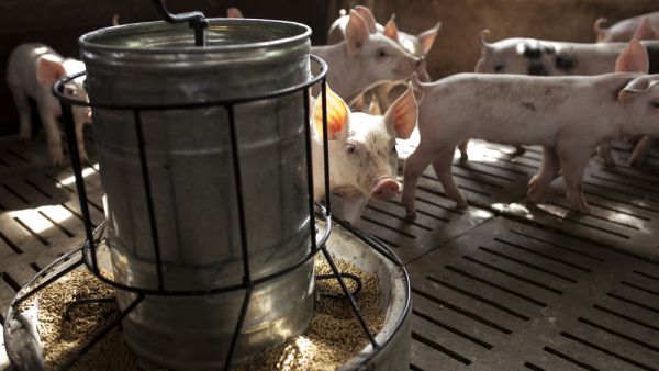 Pigs eating medicated food on farm