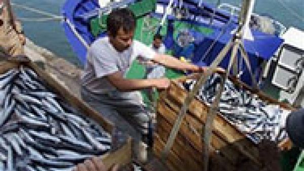 multi-annual plan for the Baltic Sea could serve as a blue print for the next management plans for fish stocks in other regions multi-annual plan for the Baltic Sea could serve as a blue print for the next management plans for fish stocks in other regions
