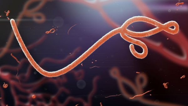 Fast and concrete action needed for coherent response to Ebola epidemic say S&amp;Ds