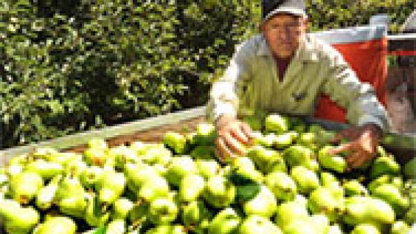 Russian embargo: Emergency funds for EU farmers should not drain CAP budget Russian embargo: Emergency funds for EU farmers should not drain CAP budget