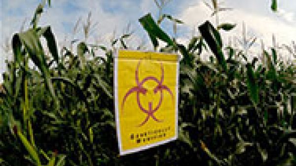 S&amp;Ds object authorisation of GMOs and call for clear rules, Groote, Genetically Modified Organisms, Guillaume Balas, glyphosate-resistant transgenic maize and an ornament carnation, 