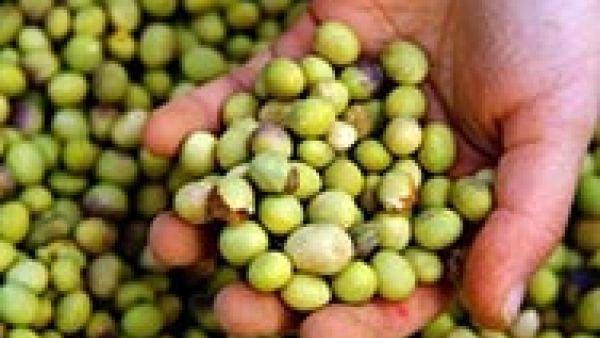  S&amp;D Euro MPs say NO to genetically modified soybean which could encourage the use of potentially harmful herbicides, Matthias Groote MEP, herbicides such as glyphosate, GMOs in food and feed, environment, genetically modified organisms (GMOs), Guillaume 