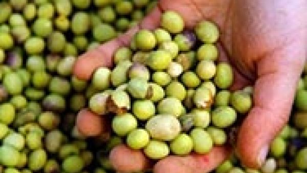 S&D Euro MPs say NO to genetically modified soybean which could encourage the use of potentially harmful herbicides, Matthias Groote MEP, herbicides such as glyphosate, GMOs in food and feed, environment, genetically modified organisms (GMOs), Guillaume S&D Euro MPs say NO to genetically modified soybean which could encourage the use of potentially harmful herbicides, Matthias Groote MEP, herbicides such as glyphosate, GMOs in food and feed, environment, genetically modified organisms (GMOs), Guillaume