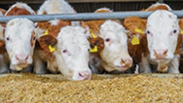 EU law on medicated feed will reduce antibiotic resistance in livestock and humans, MEP Clara Aguilera, human public health and animal health, Veterinary Medicinal Products law, 
