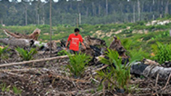 S&amp;Ds call for sustainable palm oil to stop deforestation, mitigate climate change and save endangered species, exploited plantation workers, including children, Paul Brannen, Miriam Dalli, 