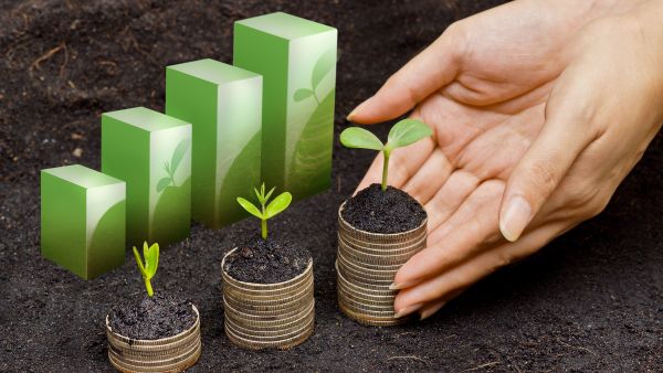 plants in pots of coins